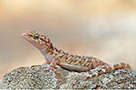 Europäischer Halbfinger Hemidactylus turcicus