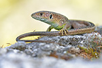 Östliche Smaragdeidechse Lacerta viridis (2015-02-10)