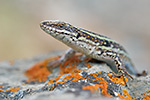 Mauereidechse Podarcis muralis brongniardii (2015-02-10)