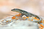 Mauereidechse Podarcis muralis brongniardii (2015-02-10)