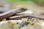 Blindschleiche Anguis fragilis