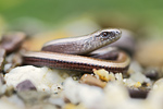 Blindschleiche Anguis fragilis