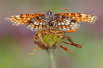 Wachtelweizen-Scheckenfalter Melitaea athalia