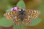 Wachtelweizen-Scheckenfalter Melitaea athalia