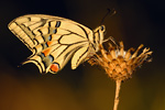 Schwalbenschwanz Papilio machaon