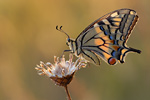 Schwalbenschwanz Papilio machaon