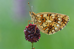 Braunfleckiger Perlmutterfalter Boloria selene