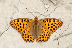 Kleiner Perlmutterfalter Issoria lathonia