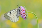 Schwarzer Apollo Parnassius mnemosyne