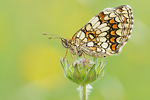 Wachtelweizen-Scheckenfalter Melitaea athalia