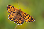 Wegerich-Scheckenfalter Melitaea cinxia