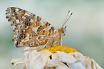 Distelfalter Vanessa cardui