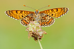 Wegerich-Scheckenfalter Melitaea cinxia