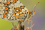 Flockenblumen-Scheckenfalter Melitaea phoebe