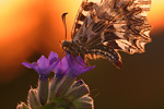 Osterluzeifalter Zerynthia polyxena