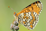 Wegerich-Scheckenfalter Melitaea cinxia