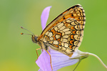 Wachtelweizen-Scheckenfalter Melitaea athalia