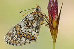 Ehrenpreis-Scheckenfalter Melitaea aurelia