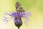 Ehrenpreis-Scheckenfalter Melitaea aurelia