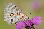 Apollofalter Parnassius apollo vinningensis