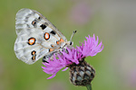 Apollofalter Parnassius apollo vinningensis