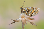 Ehrenpreis-Scheckenfalter Melitaea aurelia