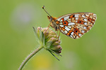 Braunfleckiger Perlmutterfalter Boloria selene