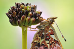 Natterwurz-Perlmutterfalter Boloria titania