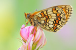 Westlicher Scheckenfalter Melitaea parthenoides