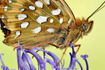 Großer Perlmutterfalter Argynnis aglaja