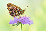 Natterwurz-Perlmutterfalter Boloria titania