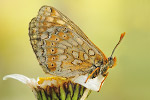 Goldener Scheckenfalter Euphydryas aurinia debilis