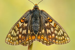 Goldener Scheckenfalter Euphydryas aurinia debilis