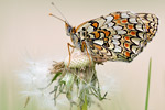 Flockenblumen-Scheckenfalter Melitaea phoebe