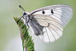 Schwarzer Apollo Parnassius mnemosyne