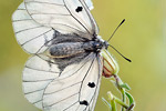 Schwarzer Apollo Parnassius mnemosyne