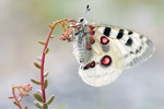 Apollofalter Parnassius apollo melliculus