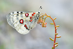 Apollofalter Parnassius apollo melliculus