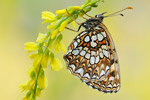 Baldrian-Scheckenfalter Melitaea diamina