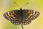 Baldrian-Scheckenfalter Melitaea diamina