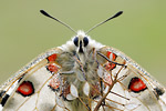 Apollofalter Parnassius apollo melliculus