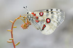 Apollofalter Parnassius apollo melliculus