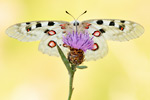 Apollofalter Parnassius apollo vinningensis