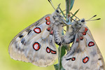 Apollofalter Parnassius apollo vinningensis