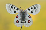 Apollofalter Parnassius apollo vinningensis