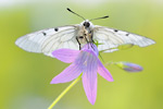 Schwarzer Apollo Parnassius mnemosyne