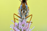 Wegerich-Scheckenfalter Melitaea cinxia