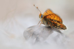 Wegerich-Scheckenfalter Melitaea cinxia