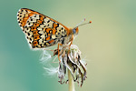 Wegerich-Scheckenfalter Melitaea cinxia