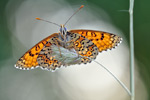 Wegerich-Scheckenfalter Melitaea cinxia